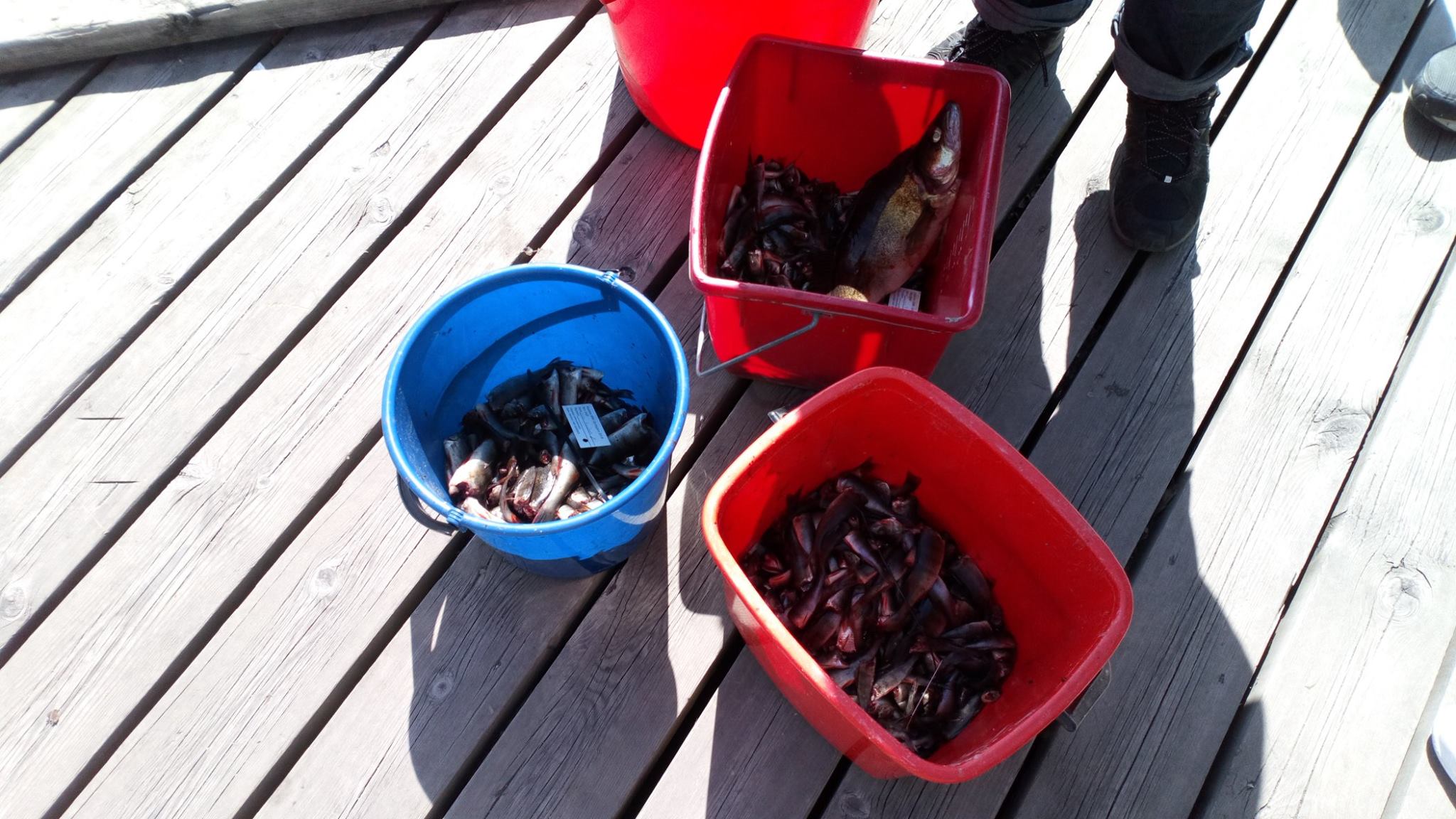 33128416_1811609119135234_4743760218444267520_o